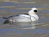 Smew Sea.jpg